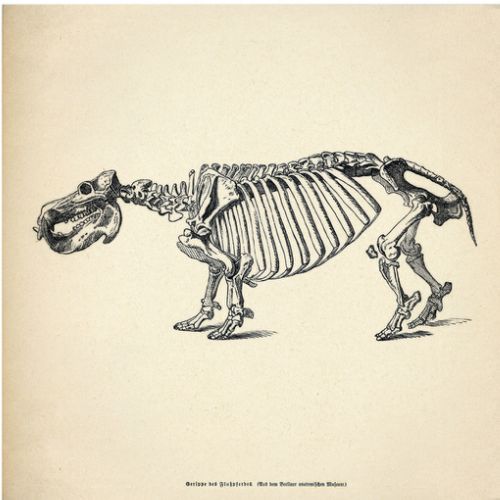 Cut me a Smile # 16 Hippo